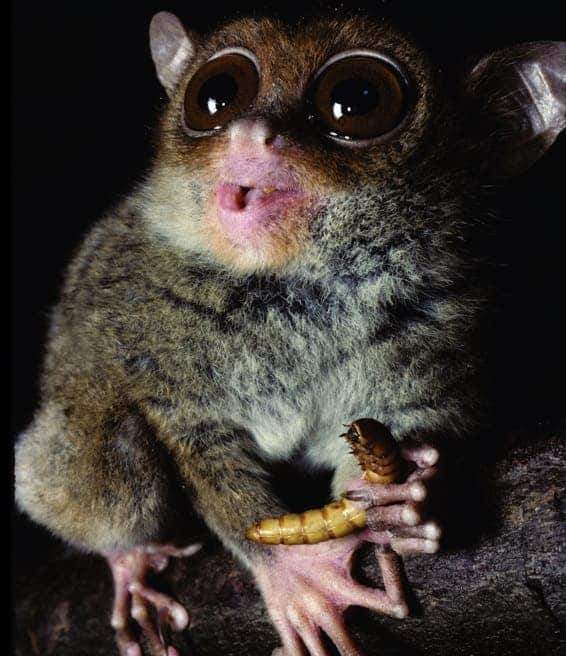 The Philippine tarsier has the highest-pitch vocal abilities out of all the primates in the world. Here it is pictured holding his favorite snack. (c) David Haring