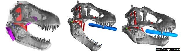 T. Rex bite computer analysis