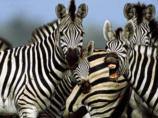 zebra in savannah