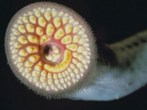 The sea lamprey, a very simple organism which dwells in the Atlantic waters, which scientists will use as inspiration for a bio-mechanical device capable of traveling through your body. Not that much of looker, but he's on our side. (c)  U.S. Fish and Wildlife Service. 
