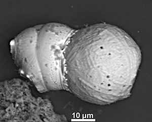 Scanning electron microscope image showing the ‘tectonic' effects of the collision of one spherule with another during the cosmic impact. (c) UCSB