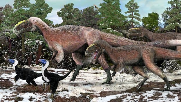 Artist impression of a group of Yutyrannus, the largest feathered animal known to man and a close relative to the T. Rex, which lived during the Cretaceous period. On the far left are two Beipiaosaurus depicted, the previously largest feathered animal.