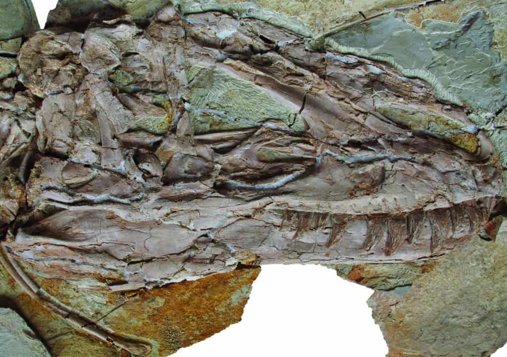 Yutyrannus fossil clearly showing plumage evidence - its feathers were as long as a pencil. (c)  Zang Hailong