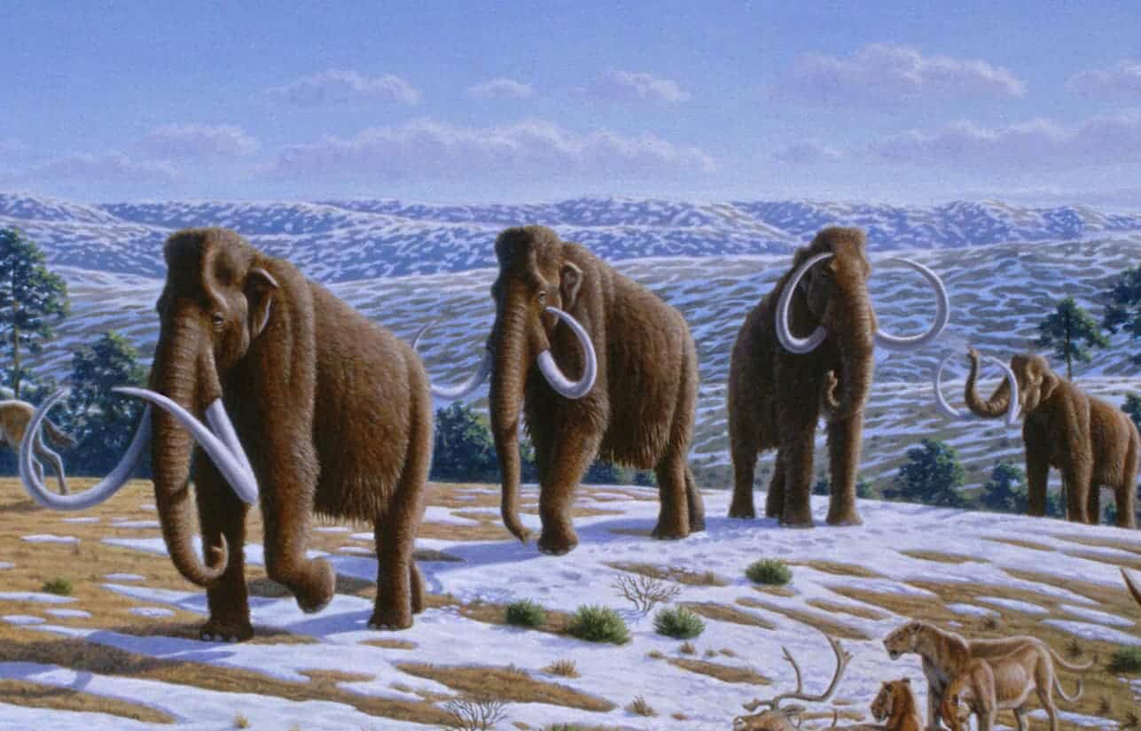 ancient mammoth