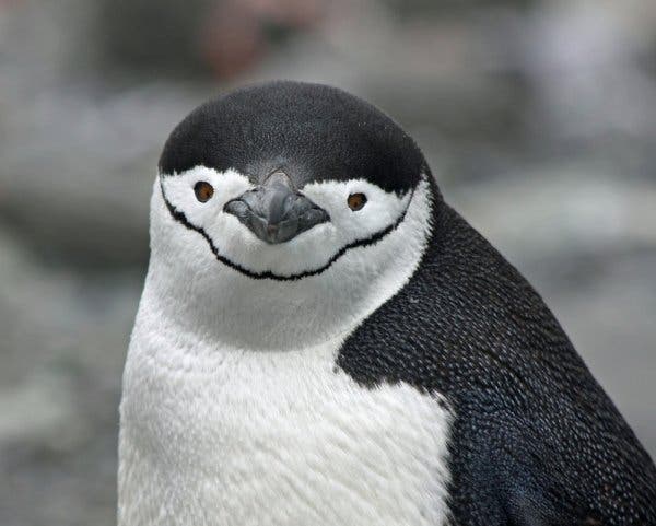 Chipstrap Penguin