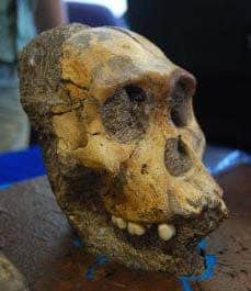 Aus­tra­lo­pith­e­cus sed­iba skull