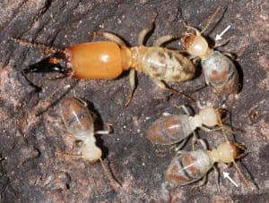 Older worker termites of Neocapritermes taracua (top right and bottom right) develop blue pouches that can explode to harm their enemies. The yellow-headed termite is a soldier. (c) R. HANUS