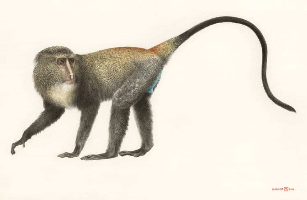 Lesula Monkey Congo