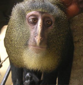 Lesula Monkey Congo