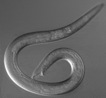 Caenorhabditis elegans (C. elegans) is a small (about 1 mm long as an adult), free living nematode (round worm). Simple as it is, it can be regarded as a prototype to study biological locomotion in various fluid environment.