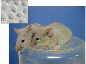 Adult mice grown from eggs and sperm induced by pluripotent stem cells. (c) Mitinori Saitou and Katsuhiko Hayashi