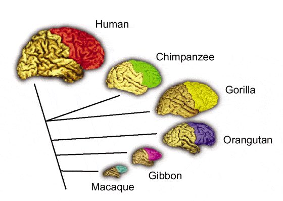  A comparison of the frontal lobes (colored) in human and several non-human primate species. The evolutionary relationships among the species are indicated by the connecting lines. Semendeferi and colleagues5 found that human frontal lobes are not disproportionately larger than predicted for a primate brain of its size. (Figure courtesy of K. Semendeferi and H. Damasio from a different  research - Nature Neuroscience  5, 190 - 192 (2002)  doi:10.1038/nn0302-190).