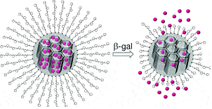Intracellular controlled release of molecules within senescent cells was achieved using mesoporous silica nanoparticles (MSNs) capped with a galacto-oligosaccharide (GOS) to contain the cargo molecules (magenta spheres; see scheme). The GOS is a substrate of the senescent biomarker, senescence-associated β-galactosidase (SA-β-gal), and releases the cargo upon entry into SA-β-gal expressing cells.