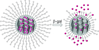 Intracellular controlled release of molecules within senescent cells was achieved using mesoporous silica nanoparticles (MSNs) capped with a galacto-oligosaccharide (GOS) to contain the cargo molecules (magenta spheres; see scheme). The GOS is a substrate of the senescent biomarker, senescence-associated β-galactosidase (SA-β-gal), and releases the cargo upon entry into SA-β-gal expressing cells.