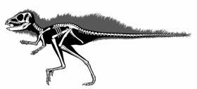 Some heterodontosaurids, such as the South African Pegomastax or Chinese Tianyulong (shown here), grew to less than 2 feet in length and rank as dwarfs in the dinosaur era. Illustration by Carol Abraczinskas, Paul Sereno