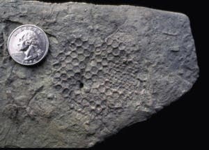A Paleodictyon fossil from Austria [source: wiki]