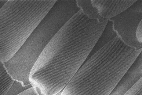 Closeup of micrometer-length 'shingles.' (c) Ohio State University 