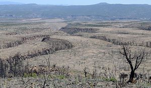 Dried forests increase the risk of forest fire, the effects of which can be seen in this New Mexico forest burned down by the 2011 
