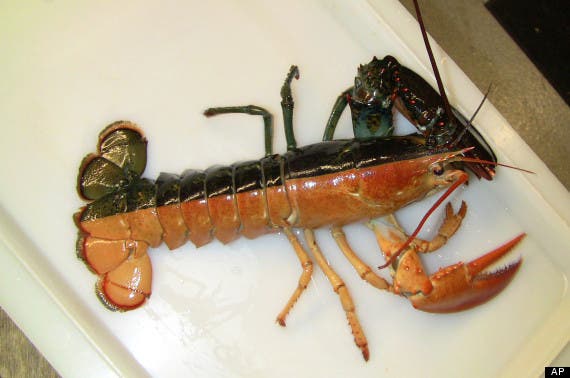 This image released by the New England Aquarium shows a one-pound female lobster, known as a "split," that was caught by a Massachusetts fisherman last week and arrived at the aquarium in Boston, Wednesday, Oct. 31, 2012. Officials say such rare Halloween coloration is estimated to occur once in every 50 million lobsters. (AP Photo/New England Aquarium, Emily Bauernseind)