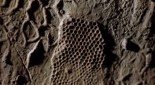 Fossilized burrows thought to be left by Paleodictyon nodosum [souce: scitechdaily.com]