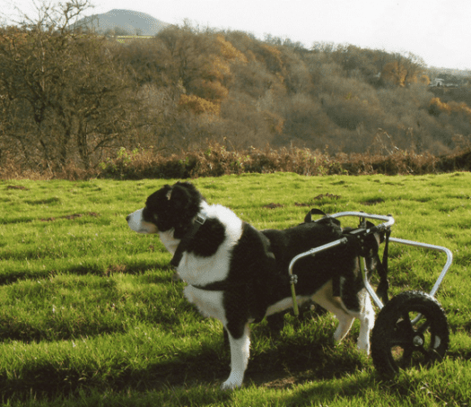 This is Elemer, a 9 year old Border Collie, who used to need a cart to move about. After surgery, the collie can now move on his own legs. (c) Cambridge University  