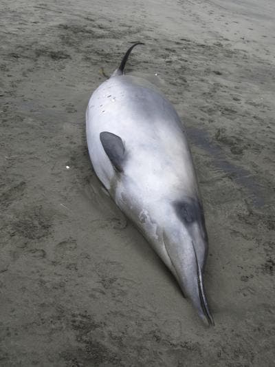 Spade-toothed whale washed ashore