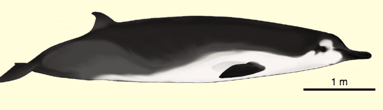 Spade Toothed Whale Morphology