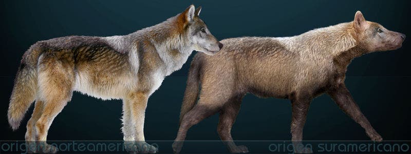 Reconstruction of Canis dirus (dire wolf) with two possible aspects according to its probable geographic origin: South-American or North American. Because there is some evidence to suggest that the Dire Wolf may have arisen from the northern Canis ambrusteri or a South American canid. (c) Wikimedia Commons