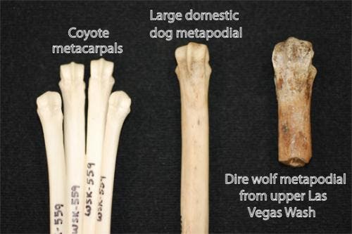 dire-wolf-leg-bone