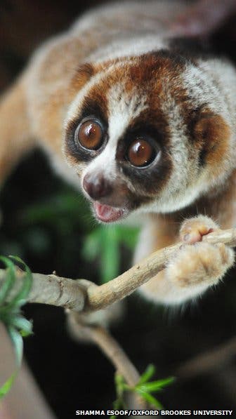 The newly identified species of slow loris, Nycticebus kayan. (c) Shamma Esoof