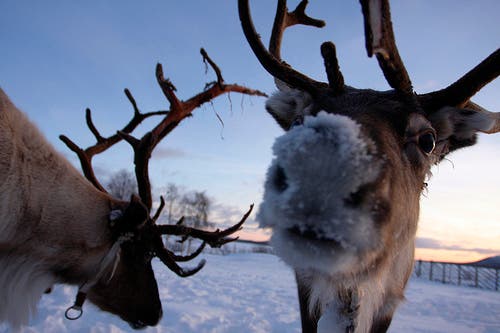reindeer-nose