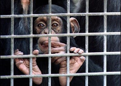 chimps-lab-research