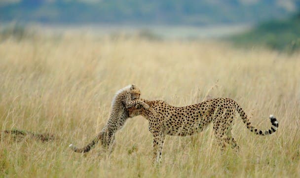 Photo and caption by sanjeev bhor  Everyday in mara starts with something new and different and day ends with memorable experiences with spectacular photographs . I was very lucky of sighting and photographing Malaika the name of female Cheetah and her cub . she is well known for its habit to jump on vehicles. She learned that from her mother Kike, and Kike from her mother Amber.Like her mother she is teaching lessons to her cub . Teaching lessons means addition of another moment for tourist . This is one of the tender moment between Malaika and her cub . I was very lucky to capture that moment . Photo Location Masai mara National Reserve , Kenya