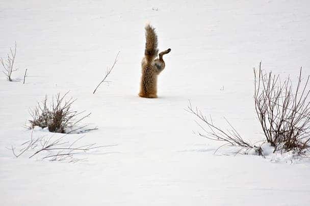 Photo and caption by Micheal Eastman  With his exceptional hearing a red fox has targeted a mouse hidden under 2 feet of crusted snow. Springing high in the air he breaks through the crusted spring snow with his nose and his body is completely vertical as he grabs the mouse under the snow. Photo Location Squaw Creek, Park Country, Wyoming
