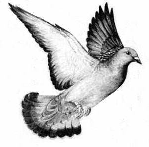 flying pigeon drawing