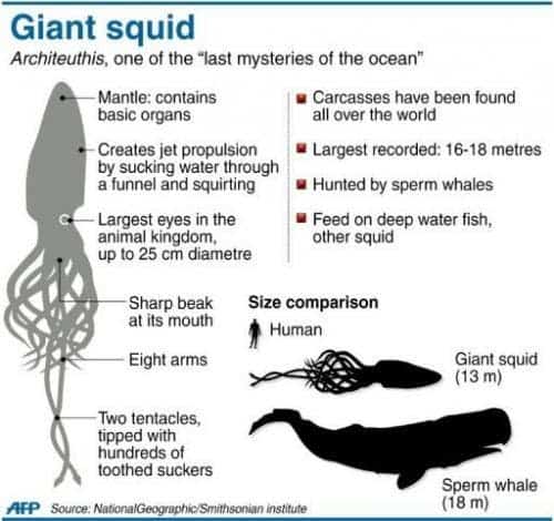 giant squid 2