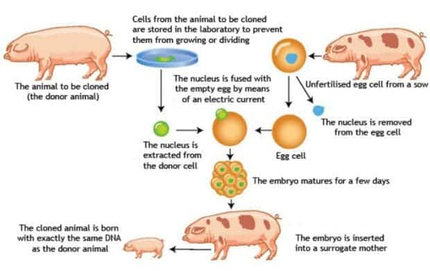 how a pig is cloned