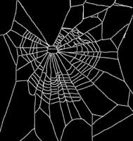 Spider web on marijuana