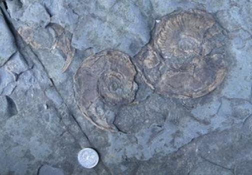 Fossil ammonites analyzed in the study. Ammonites are an extinct group of vertebrates that lived 400 to 65 million years ago.