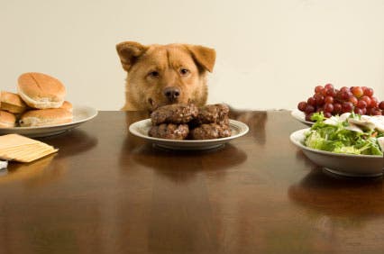dog stealing food