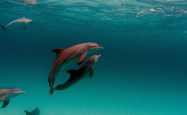 dolphins cliques