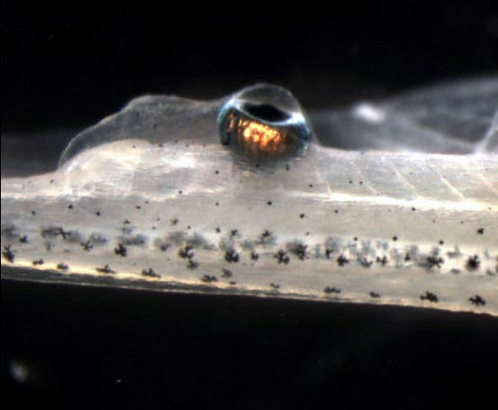 An eye growing on the tail of a tadpole. 