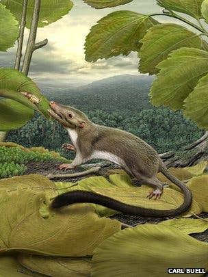 The earliest placental mammal probably ate insects, and weighed no more than a few hundred grams. (c) Carl Buell