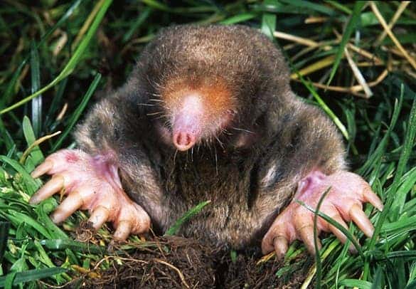 The eastern mole (Scalopus aquaticus) has its nostrils very closely separated, however it's been proven to be the first mammal to posses stereo smell. (c) Kenneth Catania, Wikipedia Commons