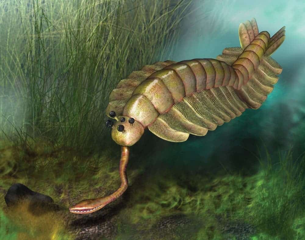 A book on the Cambrian - with some mind blowing illustrations