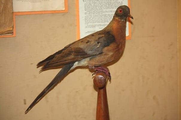 The passenger pigeon is a perfect example of how destructive humans can be.  In the mid 1850, some 3.5 - 5 BILLION passenger pigeons existed. They went extinct in under 50 years, due to habitat loss and meat consumption.