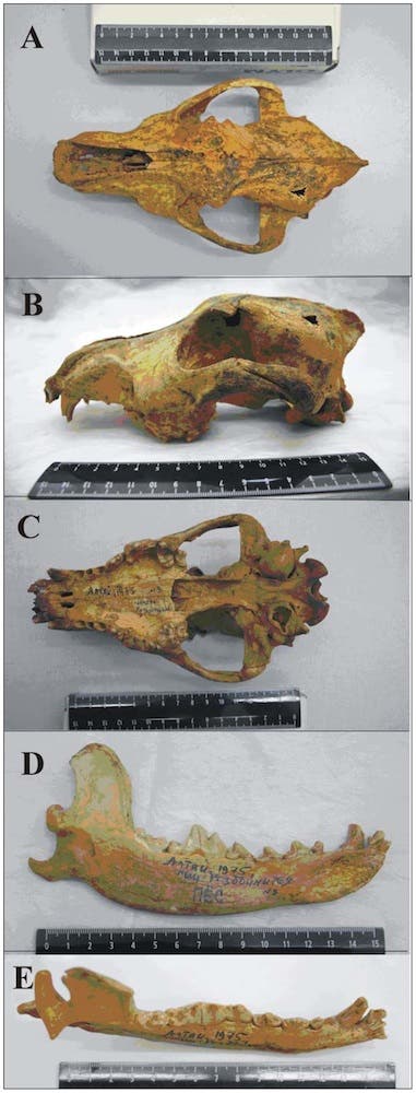 Altai dog fossil skull. (c) PLos ONE