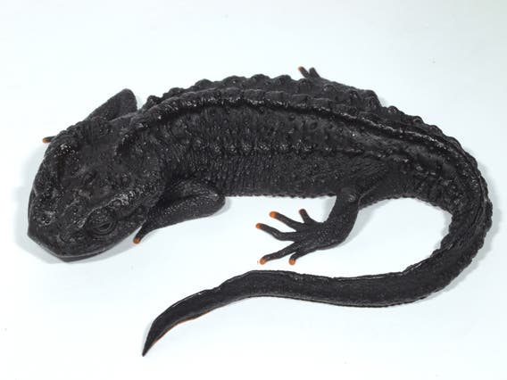 crocodile newt 1