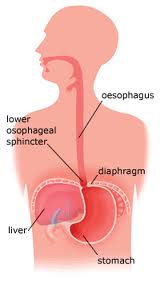 esophagus
