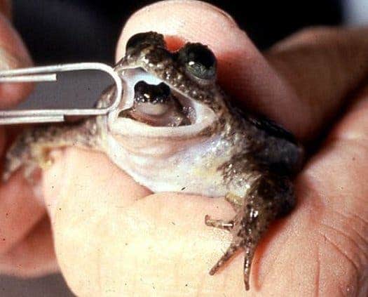 The gastric brooding frog incubates and hatches its eggs in its gut. The hatchlings then exit through the frog's mouth. (c) Australian Government Department of the Environment, Water, Heritage and the Arts